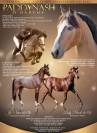 Gelding French Saddle Pony For sale 2025 Buckskin