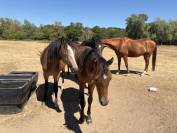 Gelding French Saddle Pony For sale 2025 Buckskin