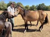 Gelding French Saddle Pony For sale 2025 Buckskin