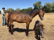 Gelding French Saddle Pony For sale 2025 Buckskin