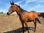 OPHELIA D&rsquo;ENOCQ (Carrera VDL x Diamant de Semilly)