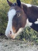 &Agrave; vendre Moonlight de Chandel NFC 