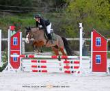 Poney 4ans D hongre PFS