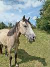 Ponette de 3ans &agrave; vendre