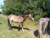 Poney de 2 ans &agrave; vendre 