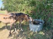 Poney de 2 ans &agrave; vendre 