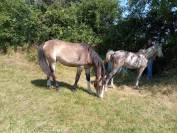 Poney de 2 ans &agrave; vendre 
