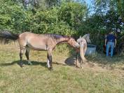 Poney de 2 ans &agrave; vendre 