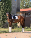 Hongre KWPN Cheval de Sport N&eacute;erlandais A vendre 2022 Blanc par Lennox US