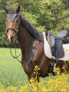 Hongre KWPN Cheval de Sport N&eacute;erlandais A vendre 2022 Blanc par Lennox US