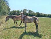 &Agrave; vendre ponette PFS de 1 an