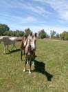 &Agrave; vendre ponette PFS de 1 an