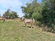 &Agrave; vendre ponette PFS de 1 an