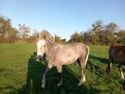 &Agrave; vendre ponette PFS de 1 an