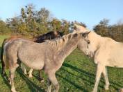 &Agrave; vendre ponette PFS de 1 an