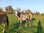 &Agrave; vendre ponette PFS de 1 an