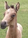 &Agrave; r&eacute;server poulain PFS