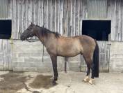 Cheval loisir