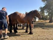 Poulains trait ardennais 