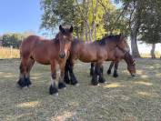 Poulains trait ardennais 