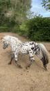 A vendre entier poney onc