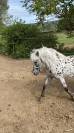 A vendre entier poney onc
