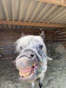 A vendre entier poney onc