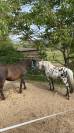 A vendre entier poney onc