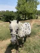 A vendre entier poney onc