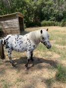 A vendre entier poney onc
