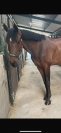 A vendre, bel hongre de 8 ans.