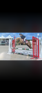 Lucky de L'oublan - Poney &agrave; vendre 