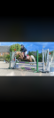Lucky de L'oublan - Poney &agrave; vendre 