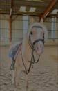 Lucky de L'oublan - Poney &agrave; vendre 