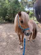 Adorable shetland 