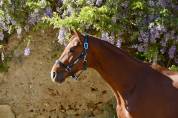 Hongre de 2 ans par Escaneno x Foundation 