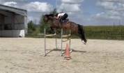 Hongre de 7 ans