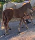 Pouliche SF 2026 Papillon de l odyssee x ernest 