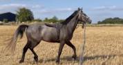Poney &agrave; vendre - Narco du Rouvre  Hongre connemara
