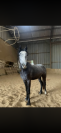 Poney &agrave; vendre - Narco du Rouvre  Hongre connemara