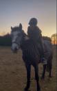 Poney &agrave; vendre - Narco du Rouvre  Hongre connemara