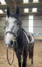 Poney &agrave; vendre - Narco du Rouvre  Hongre connemara