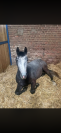 Poney &agrave; vendre - Narco du Rouvre  Hongre connemara