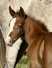 PINKLADY pouliche n&eacute;e en 3 2025 (ChacoonBlue x Tobago)
