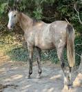 PINKLADY pouliche n&eacute;e en 3 2025 (ChacoonBlue x Tobago)