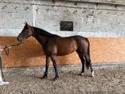 &Agrave; vendre 4 ans 