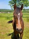 Magnifique hongre PRE