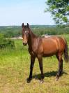 Magnifique hongre PRE
