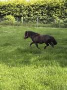 poney shetland noir