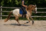 Hongre espagnol champagne 4 ans 